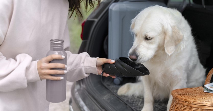Preventing Pet Dehydration in the Summer
